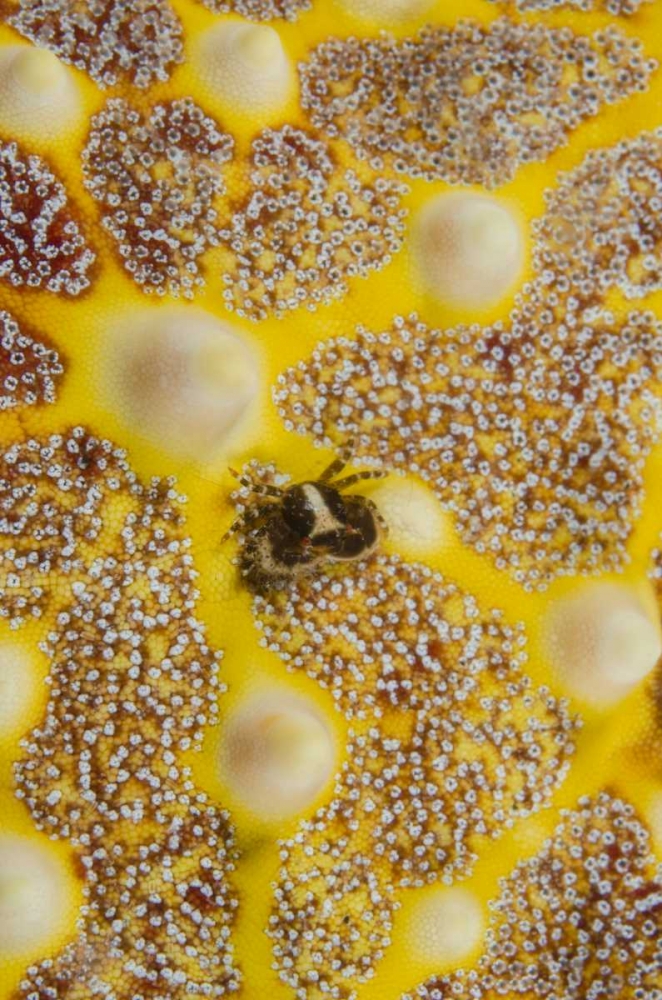 Indonesia, Lembeh Strait Crab on sea star art print by Jones Shimlock for $57.95 CAD