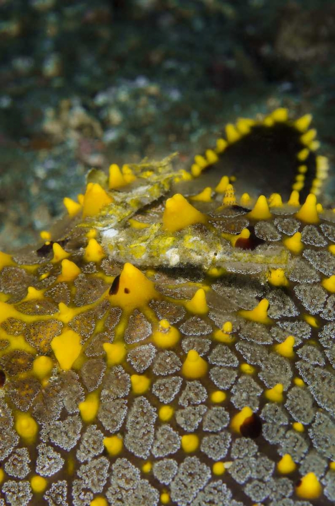 Indonesia, Lembeh Strait Pipefish on sea star art print by Jones Shimlock for $57.95 CAD
