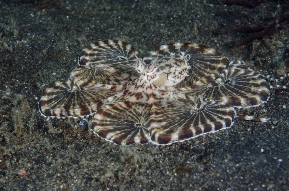 Indonesia, Lembeh Strait Close-up of octopus art print by Jones Shimlock for $57.95 CAD