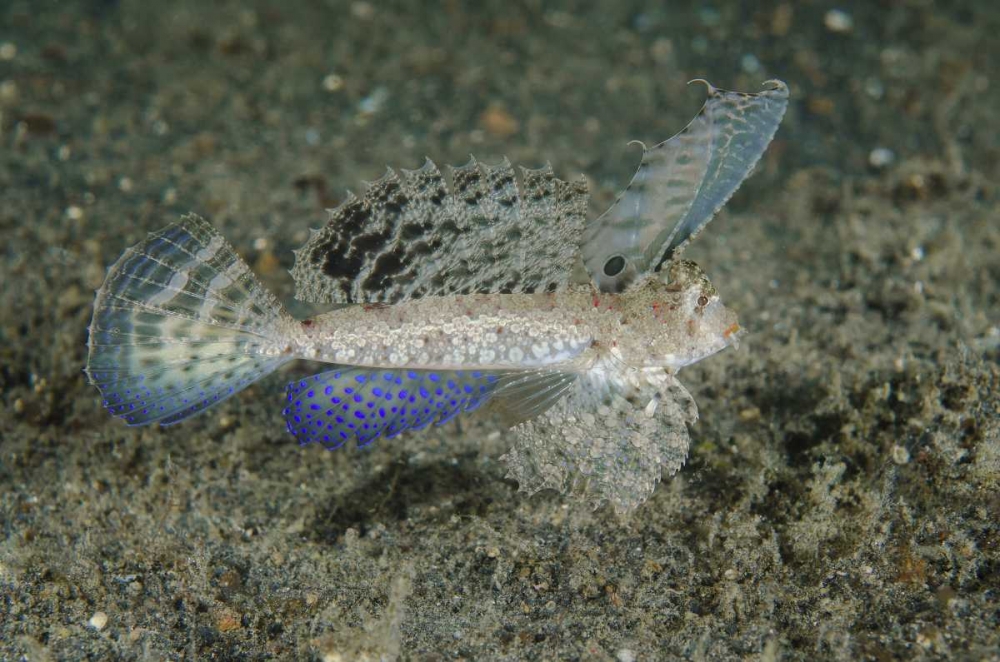Indonesia, Lembeh Strait Dragonet fish art print by Jones Shimlock for $57.95 CAD