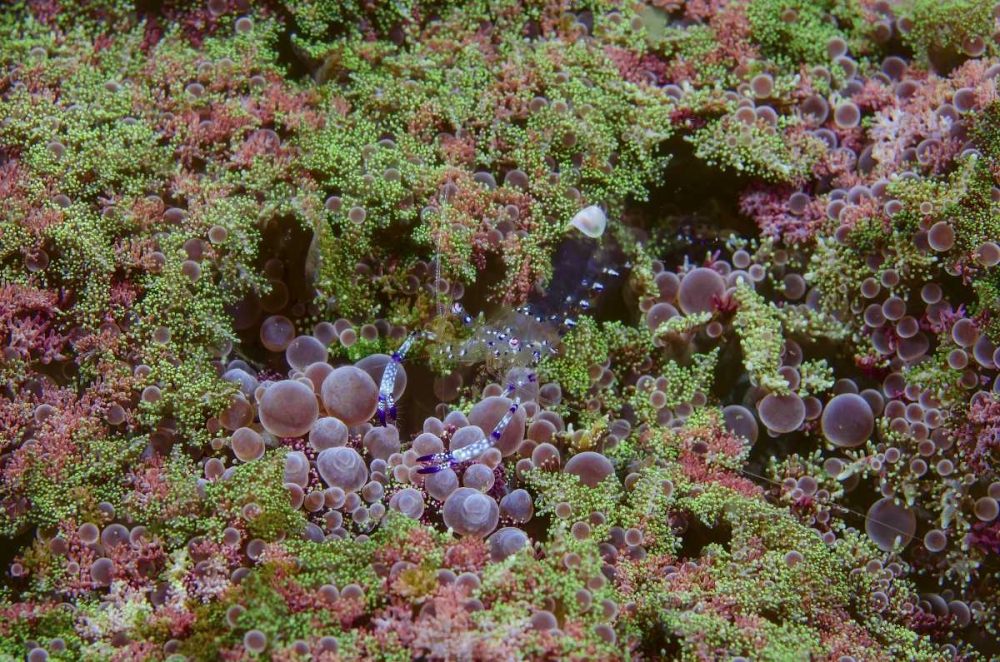 Indonesia, Lembeh Strait Shrimp on anemone art print by Jones Shimlock for $57.95 CAD