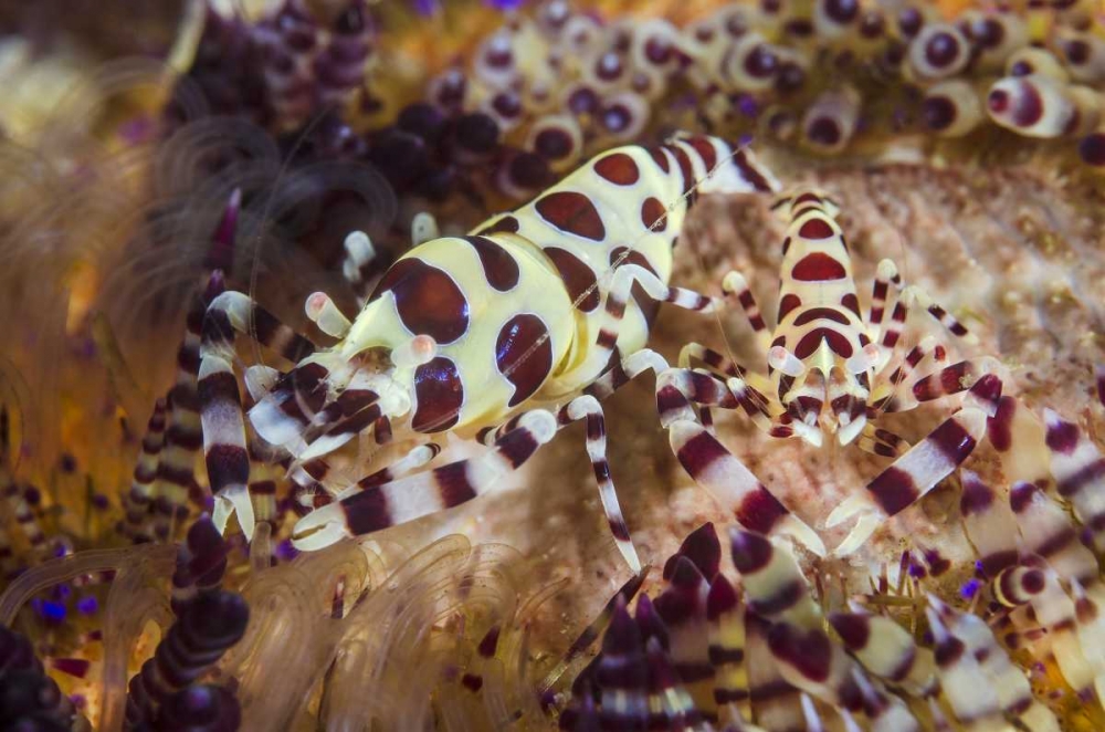 Indonesia, Lembeh Strait Shrimp and sea urchin art print by Jones Shimlock for $57.95 CAD