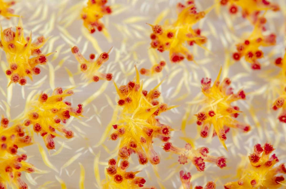 Indonesia, Papua, Cenderawasih Bay soft coral art print by Jones Shimlock for $57.95 CAD