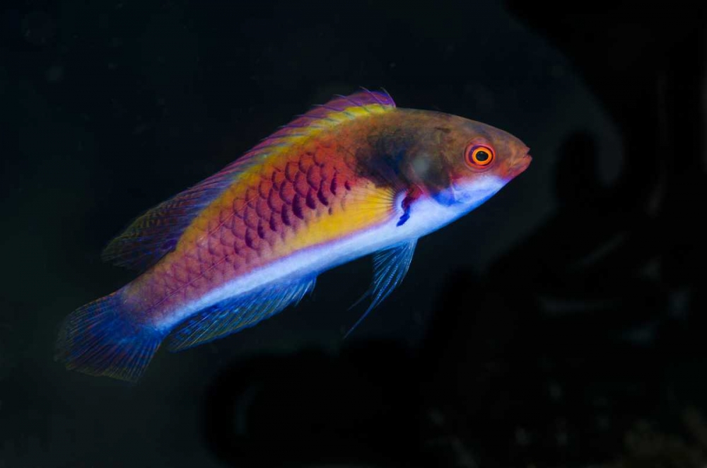 Indonesia, Papua, Cenderawasih Bay Wrasse fish art print by Jones Shimlock for $57.95 CAD
