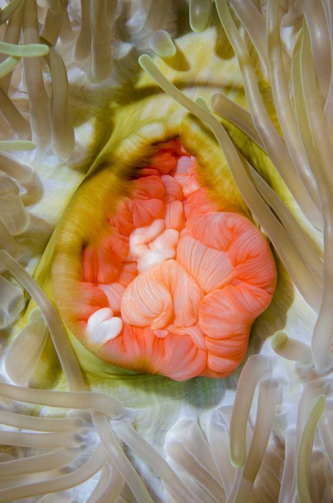 Indonesia, Papua, Cenderawasih Bay Anemone art print by Jones Shimlock for $57.95 CAD