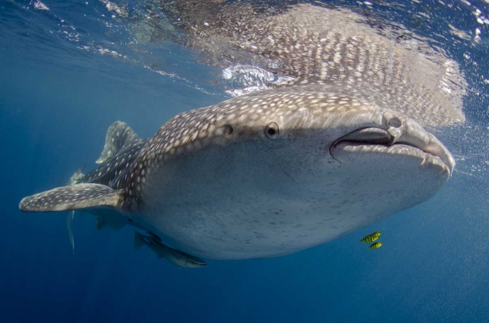 Indonesia, Papua, Cenderawasih Bay Whale shark art print by Jones Shimlock for $57.95 CAD