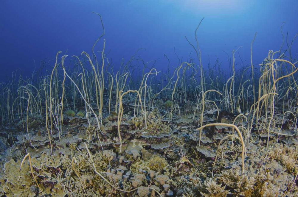Indonesia, Papua, Cenderawasih Bay Soft coral art print by Jones Shimlock for $57.95 CAD