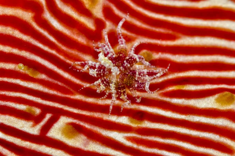 Indonesia, Papua Anemone on sea cucumber art print by Jones Shimlock for $57.95 CAD
