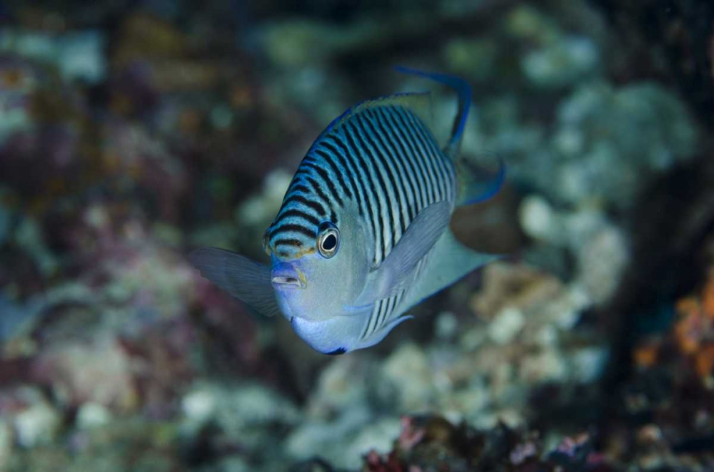 Indonesia, Papua, Cenderawasih Bay Angelfish art print by Jones Shimlock for $57.95 CAD