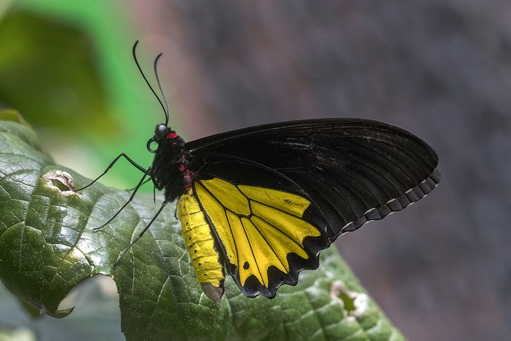 Indonesia Birdwing butterfly on leaf art print by Jaynes Gallery for $57.95 CAD