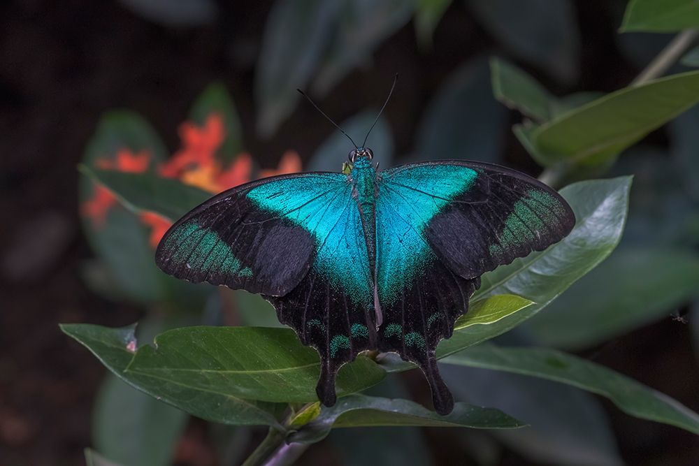 Indonesia-Bali Blue swallowtail butterfly on leaf art print by Jaynes Gallery for $57.95 CAD