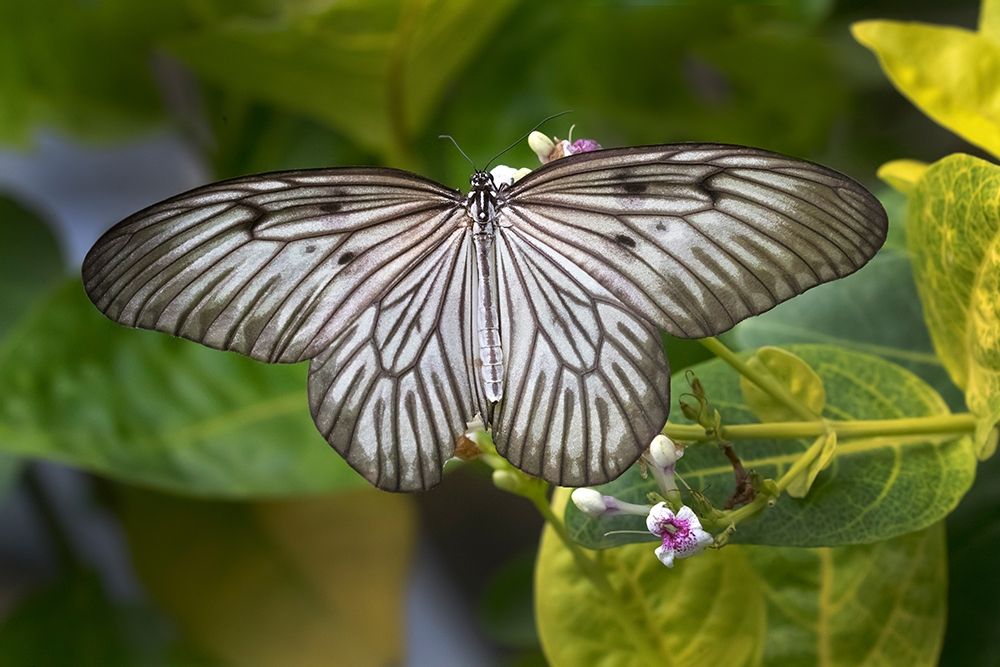 Indonesia-Bali Blanchards ghost butterfly on plant art print by Jaynes Gallery for $57.95 CAD