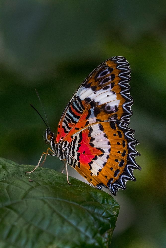 Indonesia-Bali Malay lacewing butterfly on leaf art print by Jaynes Gallery for $57.95 CAD