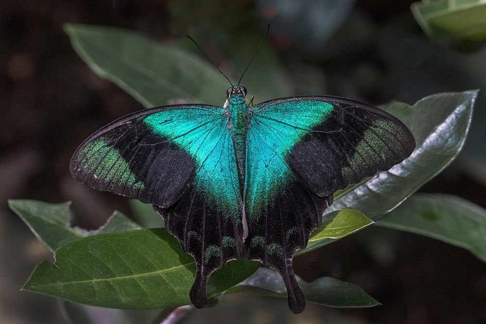 Indonesia-Bali Blue swallowtail butterfly on leaf art print by Jaynes Gallery for $57.95 CAD
