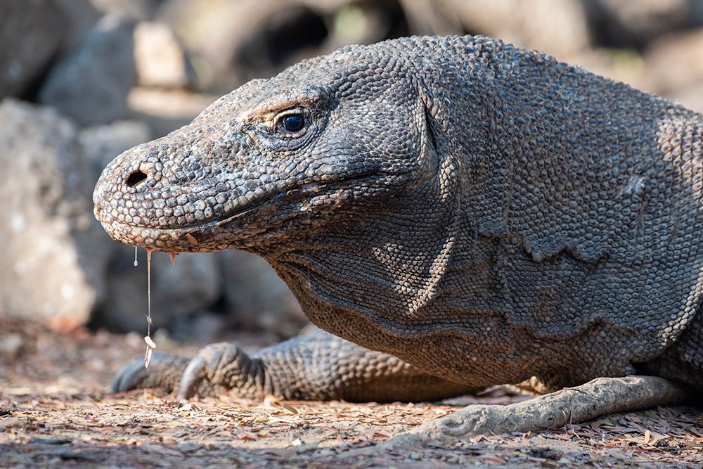 Indonesia-Komodo Island-Komodo National Park-Loh Liang. Komodo dragon art print by Cindy Miller Hopkins for $57.95 CAD