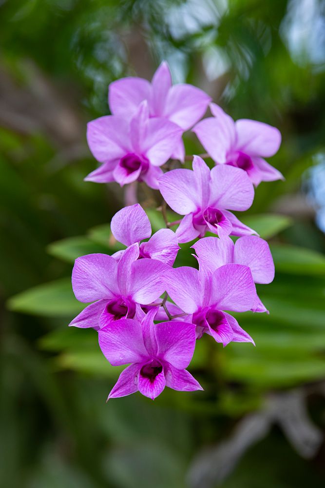 Indonesia-Bali. Orchid detail. art print by Cindy Miller Hopkins for $57.95 CAD
