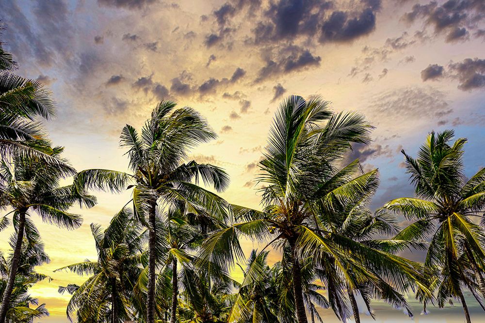 Palm trees along the coastal road-going into the mountains-Bali-Indonesia art print by Greg Johnston for $57.95 CAD