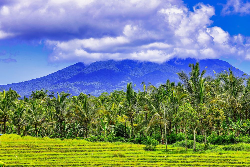 Palm trees growing throughout the jungle forests of central Bali-up into the volcanic mountains art print by Greg Johnston for $57.95 CAD