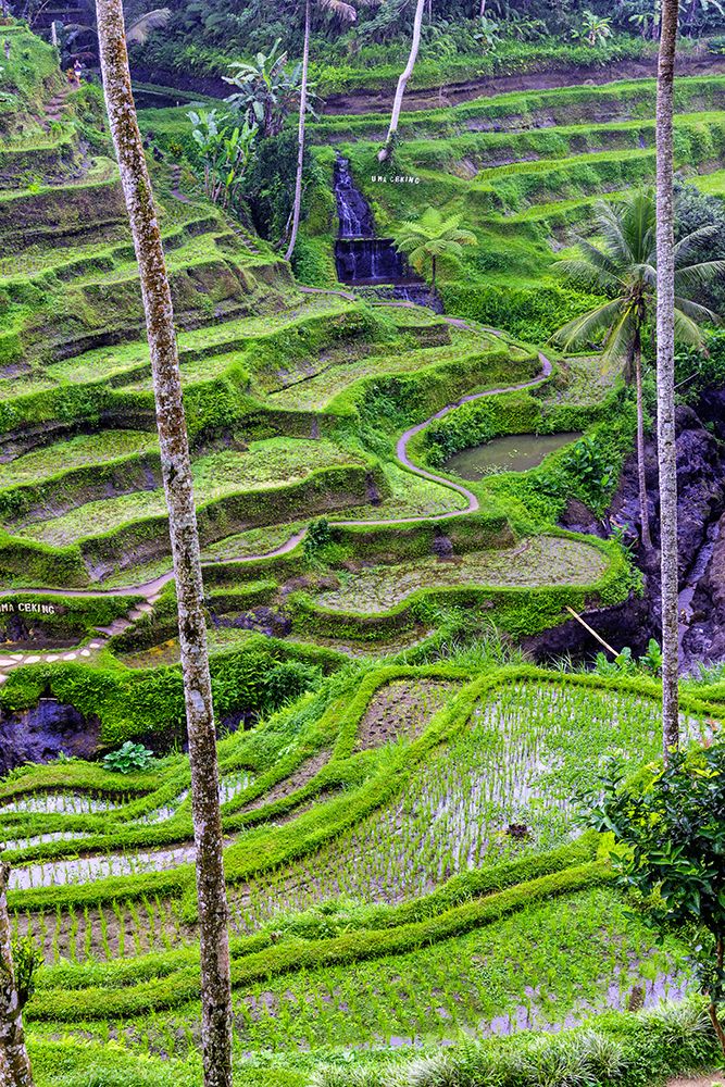 The magnificent Tegallalang Rice Terraces viewed from above in a forest of palm trees art print by Greg Johnston for $57.95 CAD