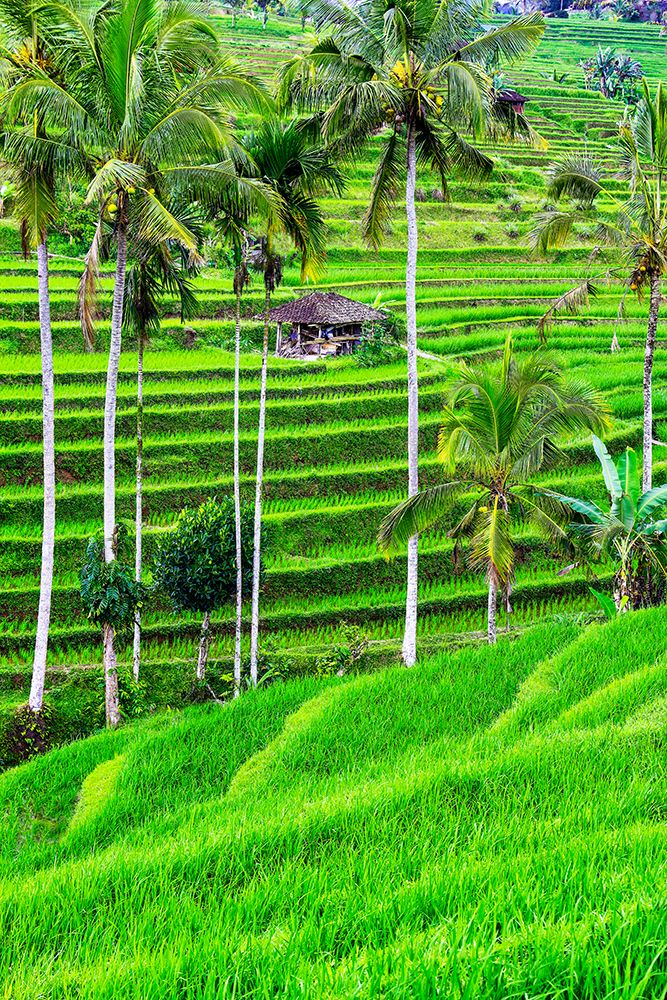 Jatiluwih rice terrace-a popular tourist experience near the center of Bali close to Ubud art print by Greg Johnston for $57.95 CAD