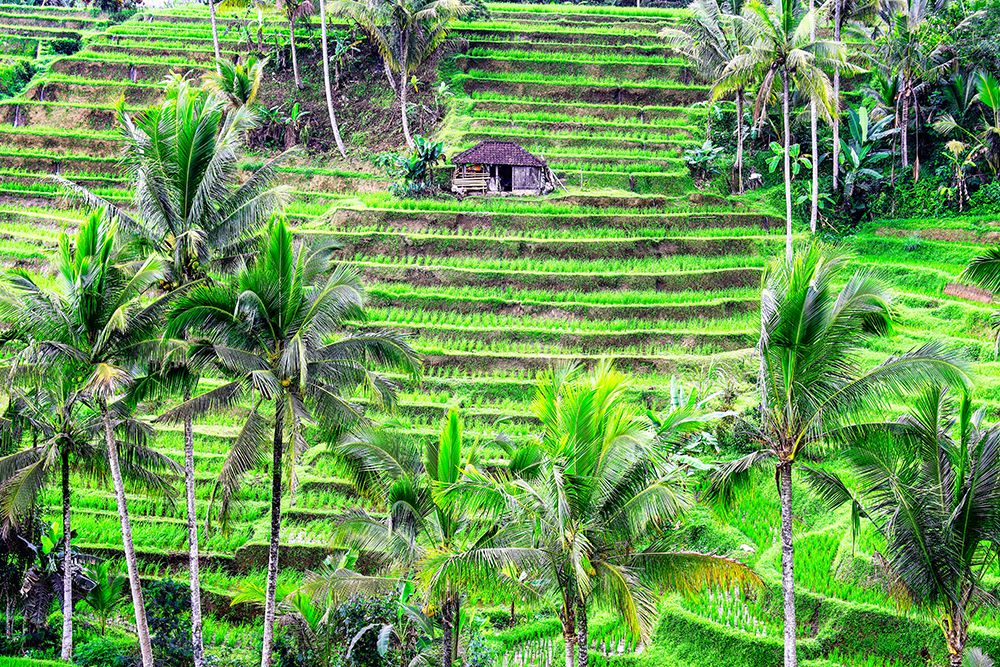 Jatiluwih rice terrace-a popular tourist experience near the center of Bali close to Ubud art print by Greg Johnston for $57.95 CAD
