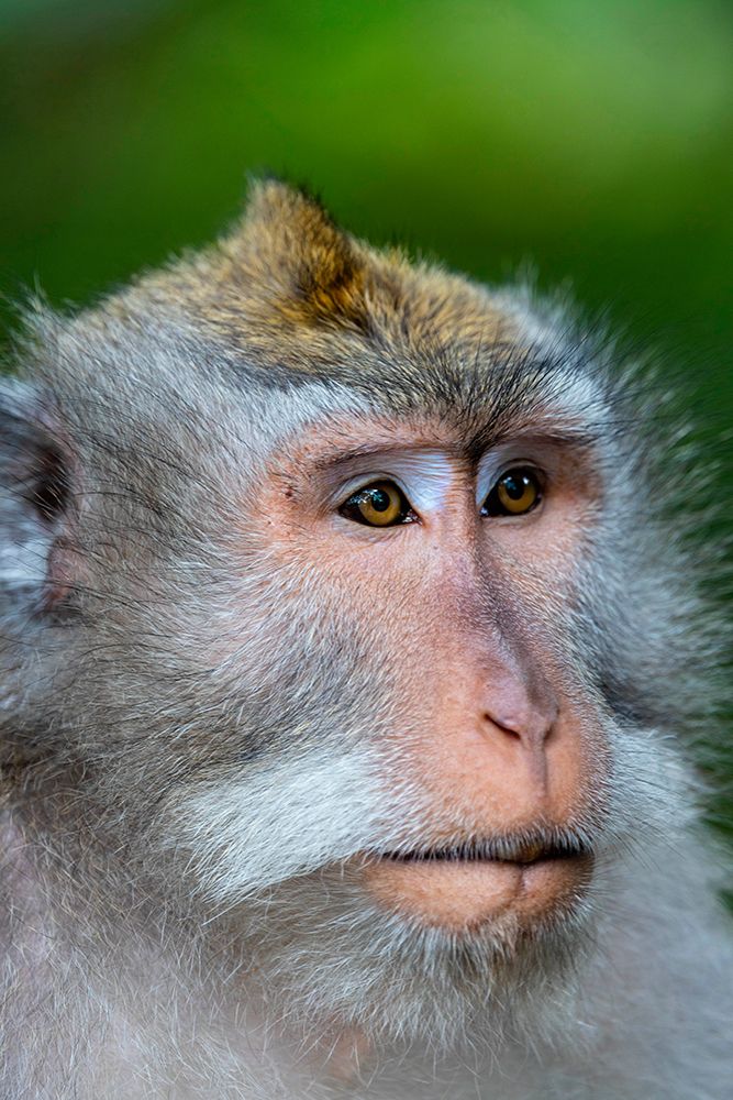 Macaque Monkey in Monkey Forest-Ubud-Bali-Indonesia art print by Greg Johnston for $57.95 CAD