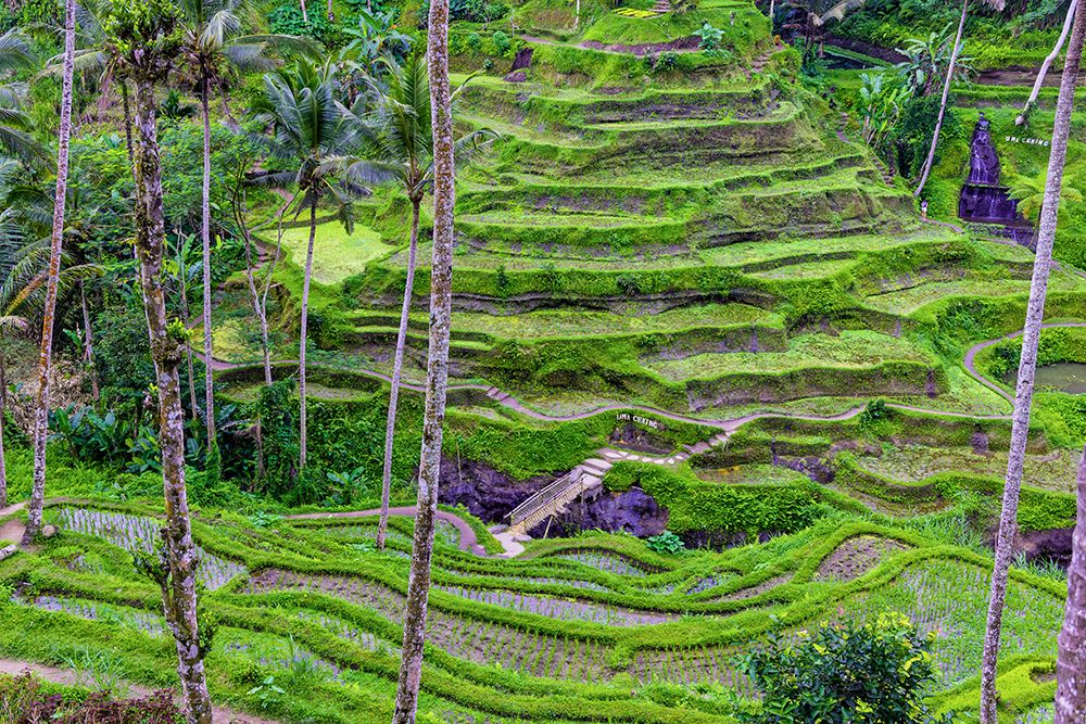 The magnificent Tegallalang Rice Terraces viewed from above in a forest of palm trees art print by Greg Johnston for $57.95 CAD