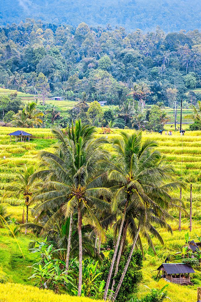 Jatiluwih Rice Terrace is a UNESCO Site, located in the Tabanan Regency of Bali, Indonesia. art print by Greg Johnston for $57.95 CAD