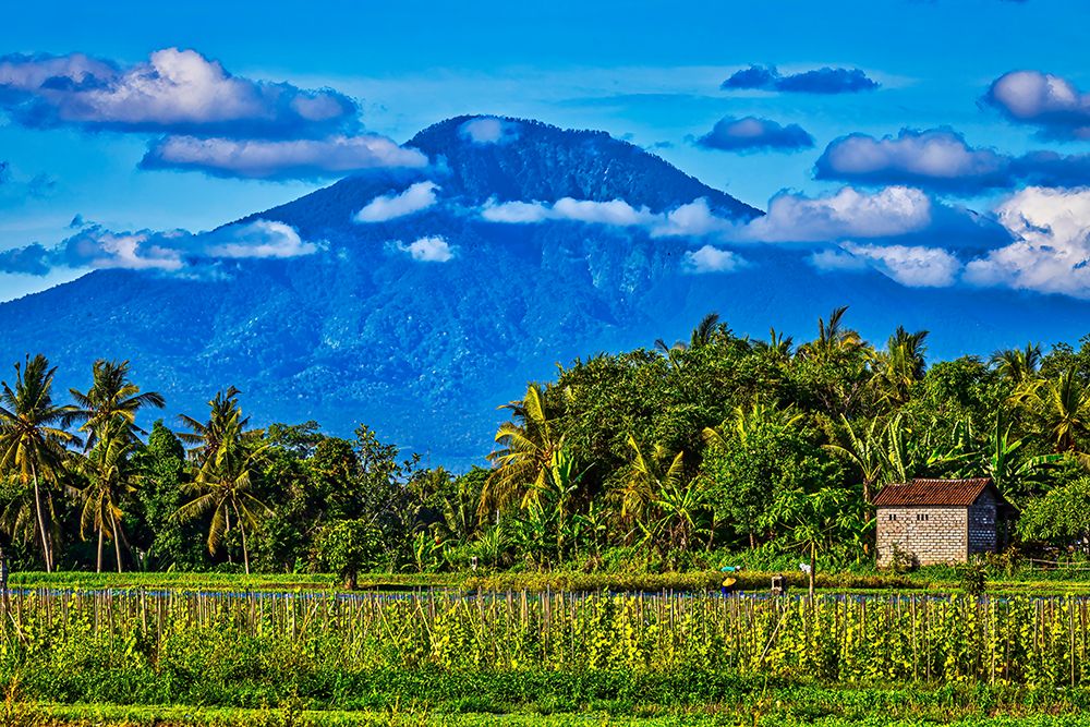 Balis fertile volcanic soil is perfect for rice field farming. art print by Greg Johnston for $57.95 CAD