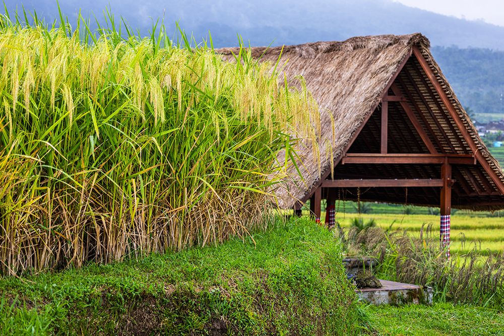 Jatiluwih Rice Terrace is a stunning UNESCO Site, located in the Tabanan Regency of Bali, Indonesia art print by Greg Johnston for $57.95 CAD