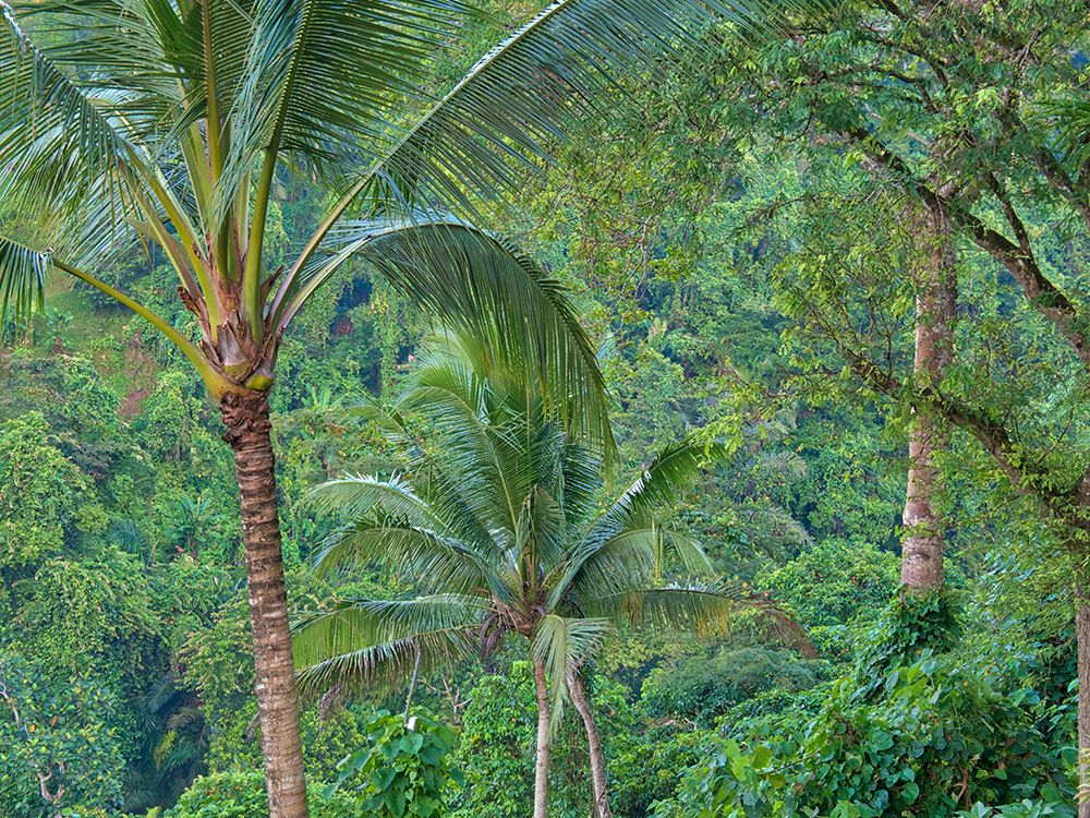 Indonesia-Bali-Ubud-Bali rainforest art print by Terry Eggers for $57.95 CAD