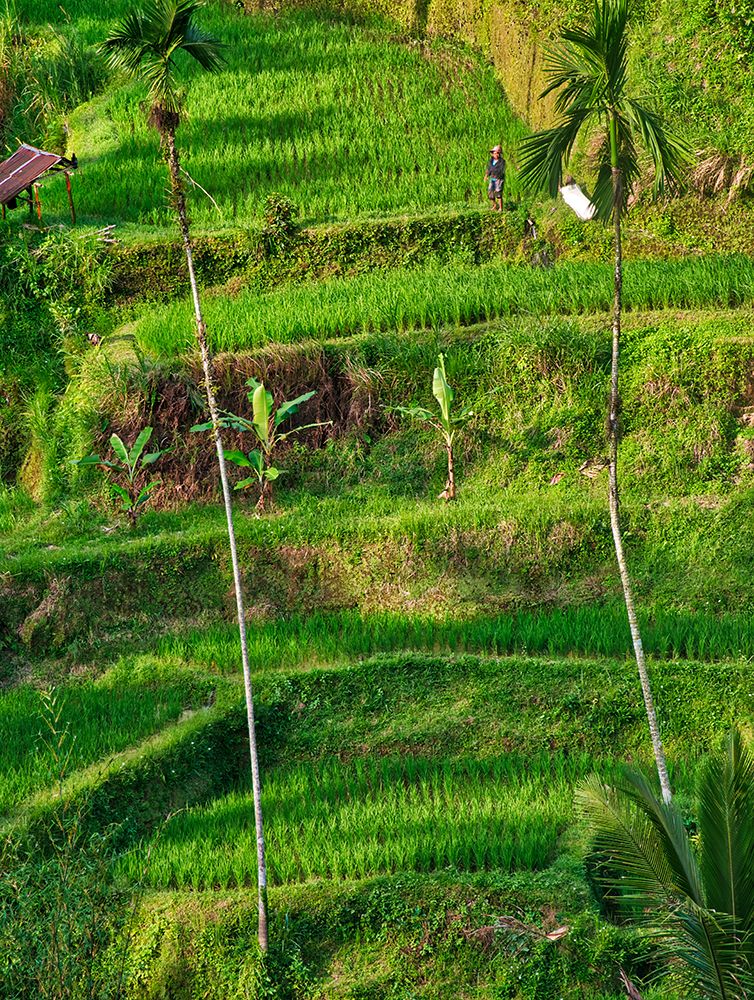 Indonesia-Bali-Ubud-Tegallalang Rice Terraces near Ubud art print by Terry Eggers for $57.95 CAD