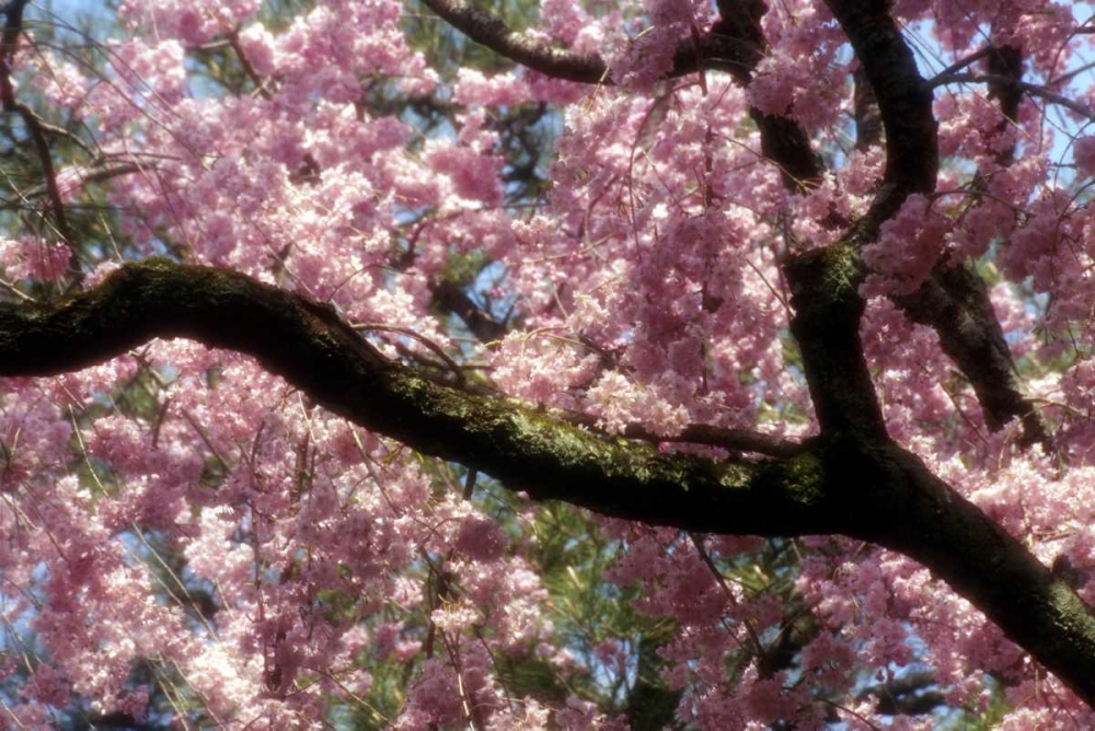 Japan, Tokyo Cherry blossoms in bloom in spring art print by Nancy, Steve Ross for $57.95 CAD