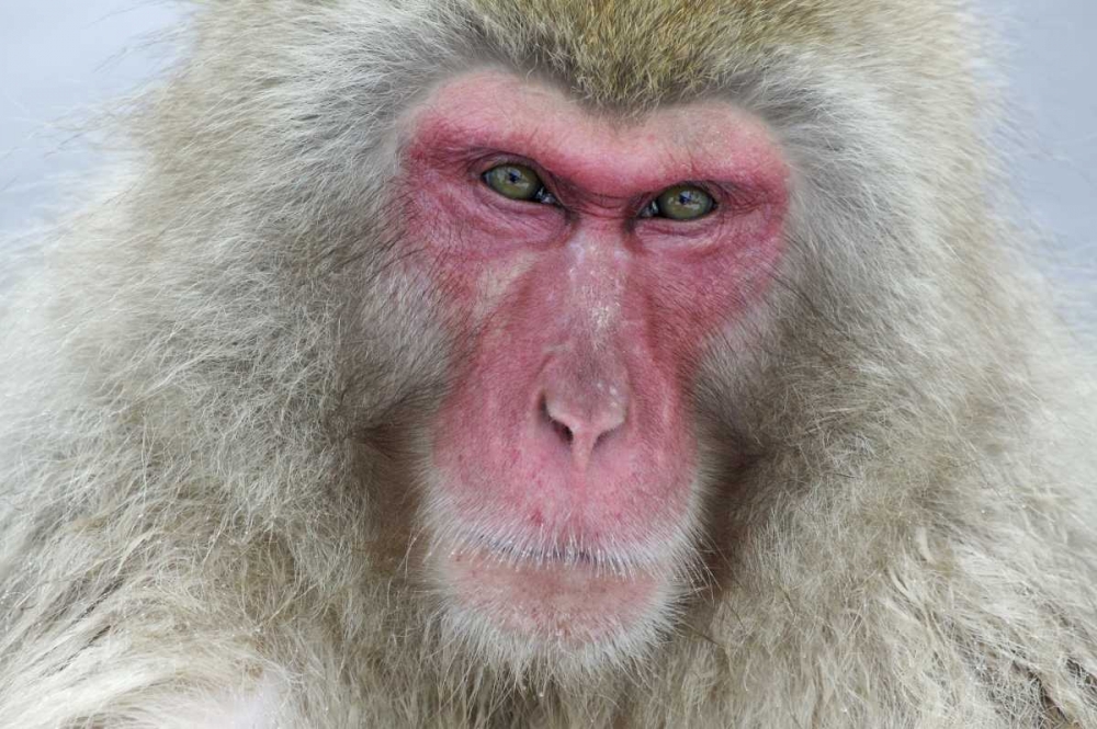 Japan, Jigokudani Monkey Park A snow monkey art print by Josh Anon for $57.95 CAD