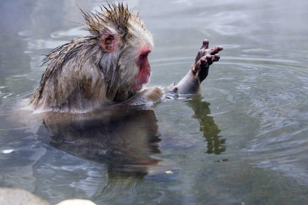 Japan, Nagano Mts Snow monkey in hot spring art print by Joanne Williams for $57.95 CAD