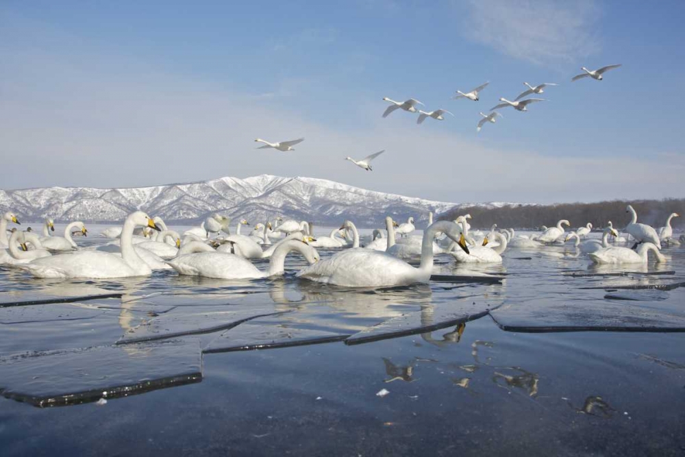Japan, Hokkaido, Teshikaga Whooper swans rest art print by Josh Anon for $57.95 CAD