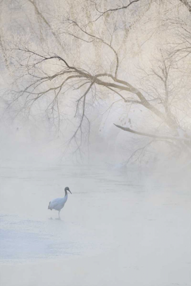 Japan, Hokkaido A hooded crane in foggy morning art print by Josh Anon for $57.95 CAD