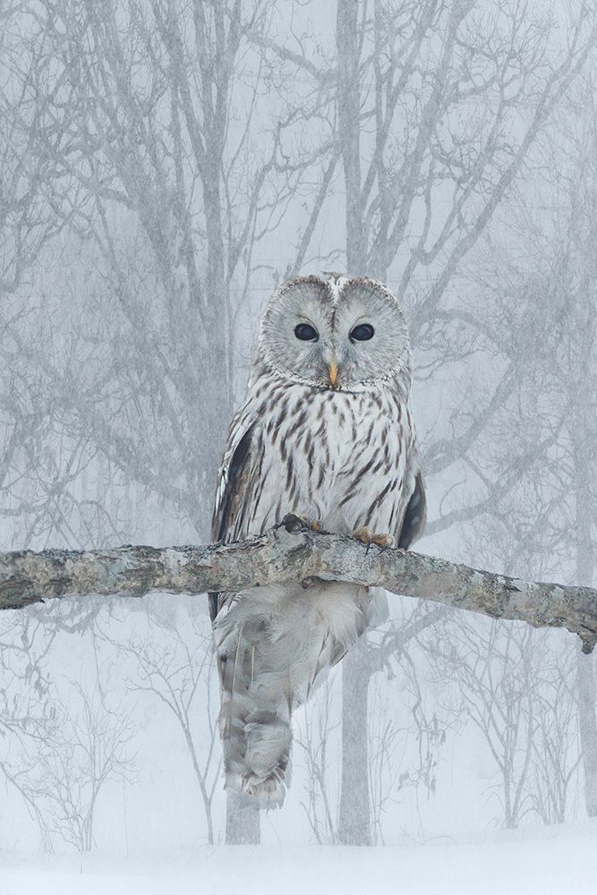 Japan, Hokkaido. Ural owl on limb in winter. art print by Jaynes Gallery for $57.95 CAD
