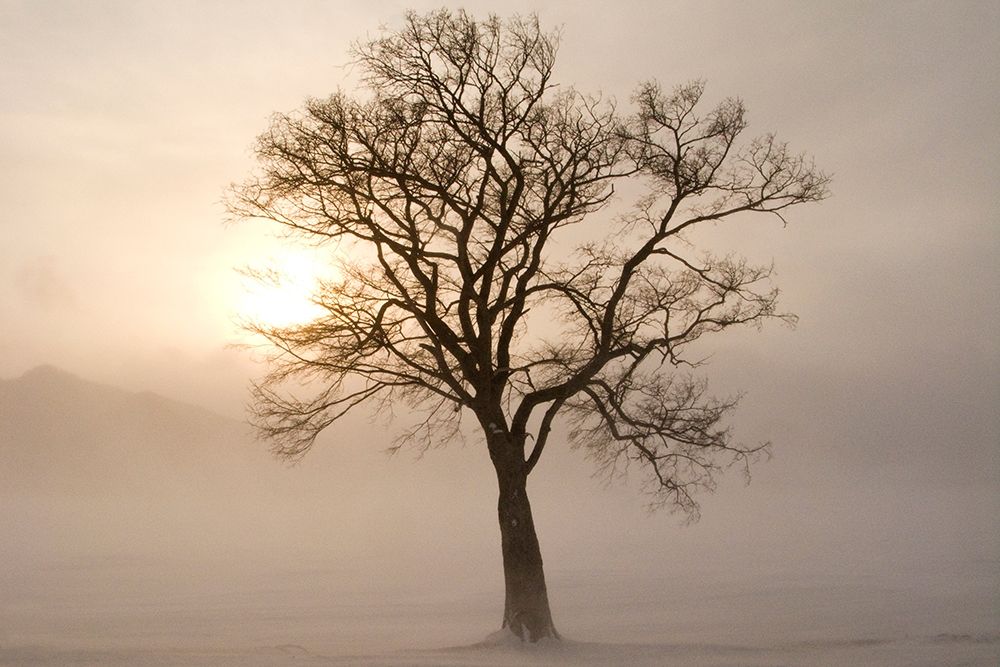 Japan-Hokkaido-Lake Kussharo A tree stands silhouetted by the rising sun art print by Ellen Goff for $57.95 CAD