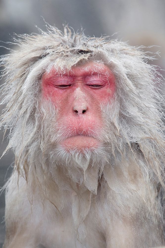 Japan-Nagano art print by Ellen Goff for $57.95 CAD