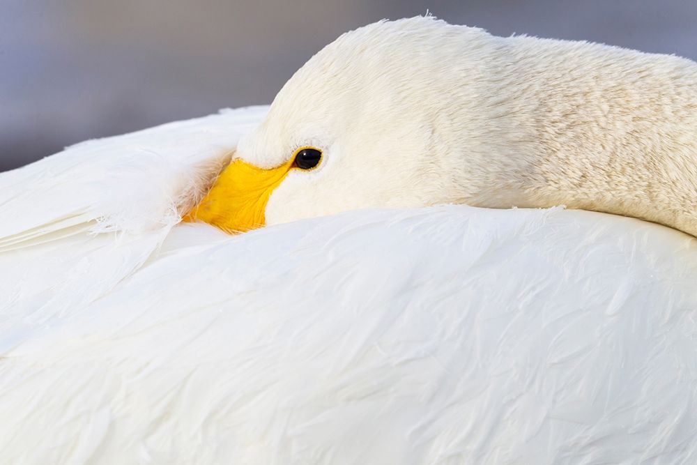 Japan-Hokkaido A whooper swan tucks its bill art print by Ellen Goff for $57.95 CAD