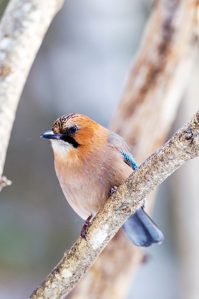 Japan-Hokkaido-Lake Kussharo-Eurasian jay Portrait of an Eurasian jay sitting on a tree limb art print by Ellen Goff for $57.95 CAD