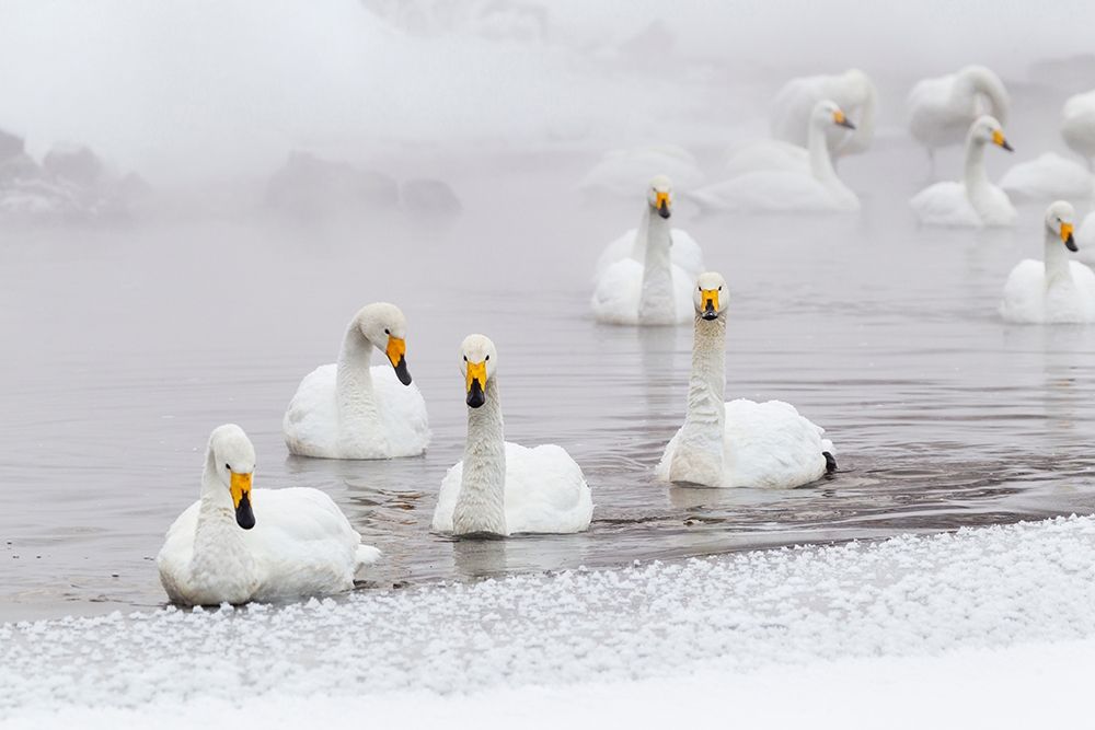 Japan-Hokkaido A group of whooper swans swim art print by Ellen Goff for $57.95 CAD