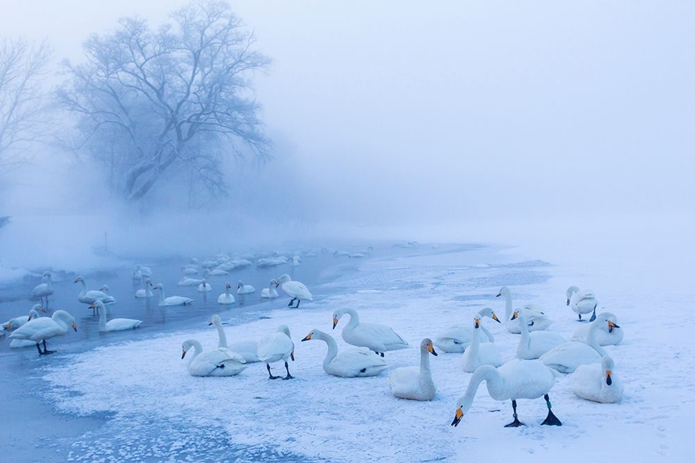 Japan-Hokkaido A group of whooper swans congregate in the mist art print by Ellen Goff for $57.95 CAD