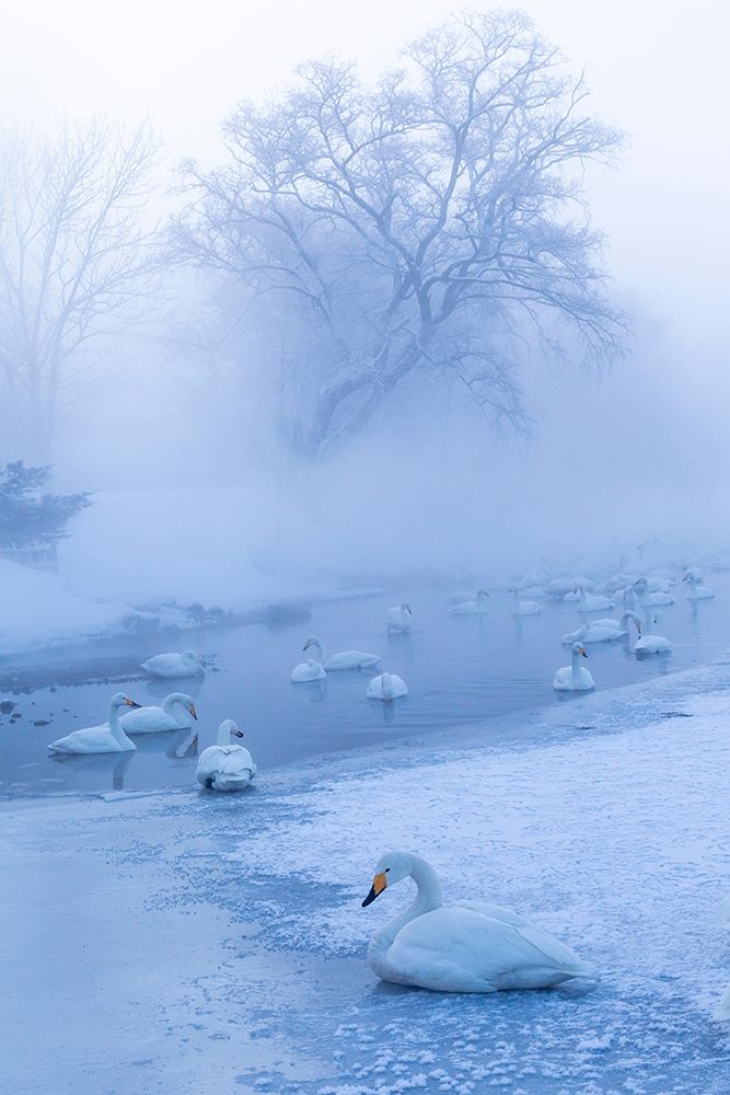 Japan-Hokkaido A group of whooper swans congregate in the mist art print by Ellen Goff for $57.95 CAD