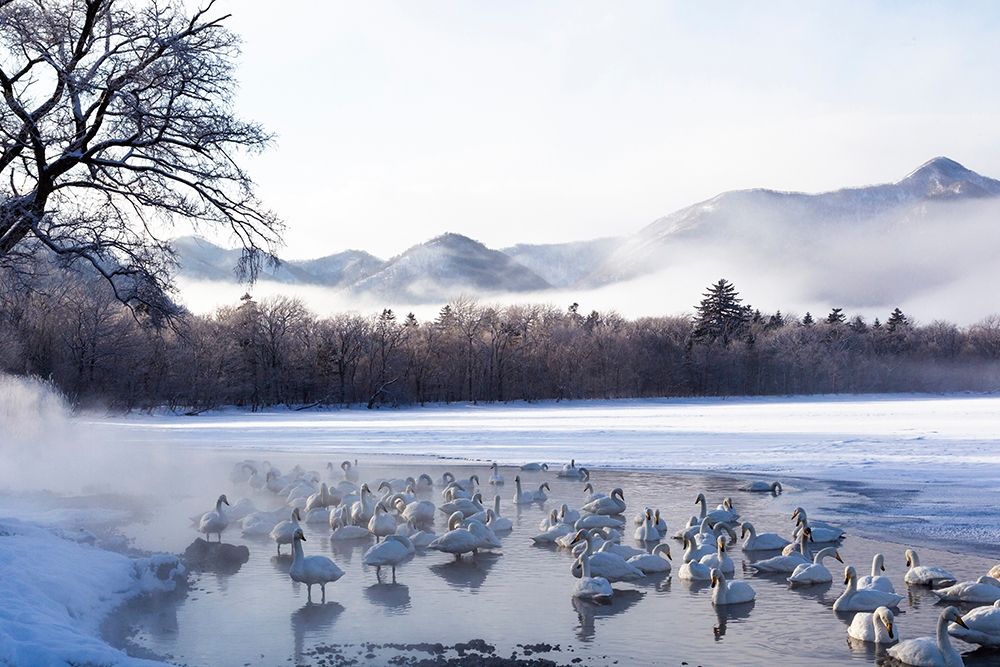 Japan-Hokkaido A group of whooper swans congregate in the mist art print by Ellen Goff for $57.95 CAD