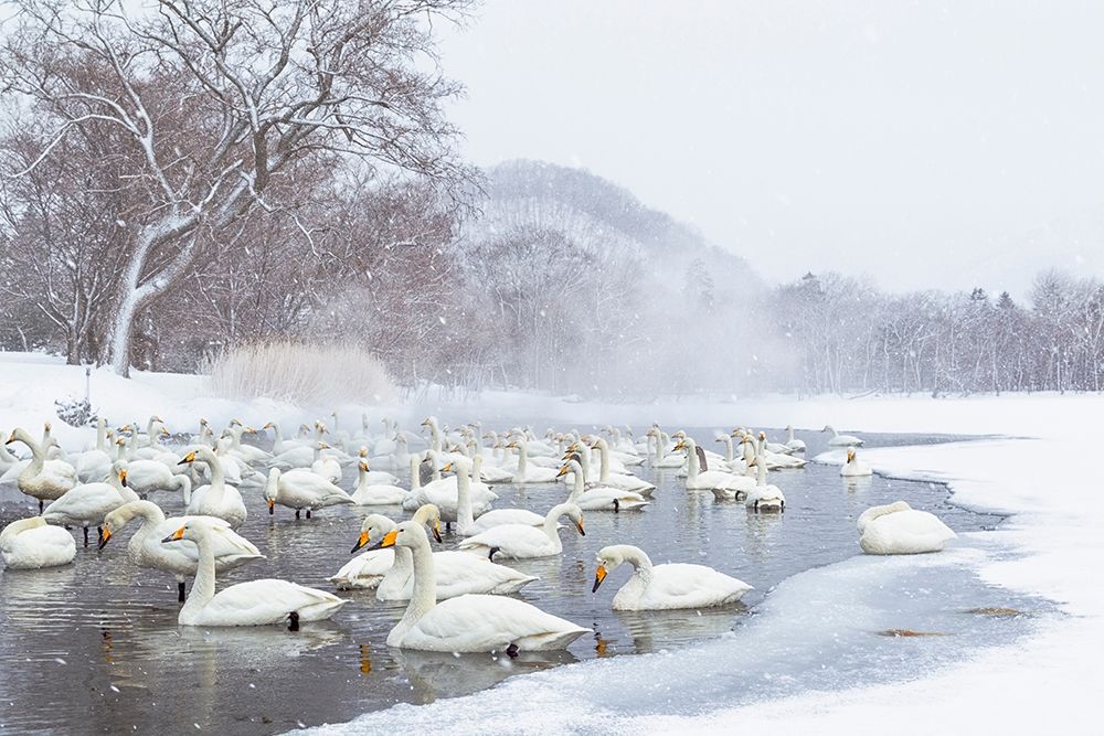 Japan-Hokkaido A group of whooper swans congregate in the mist art print by Ellen Goff for $57.95 CAD