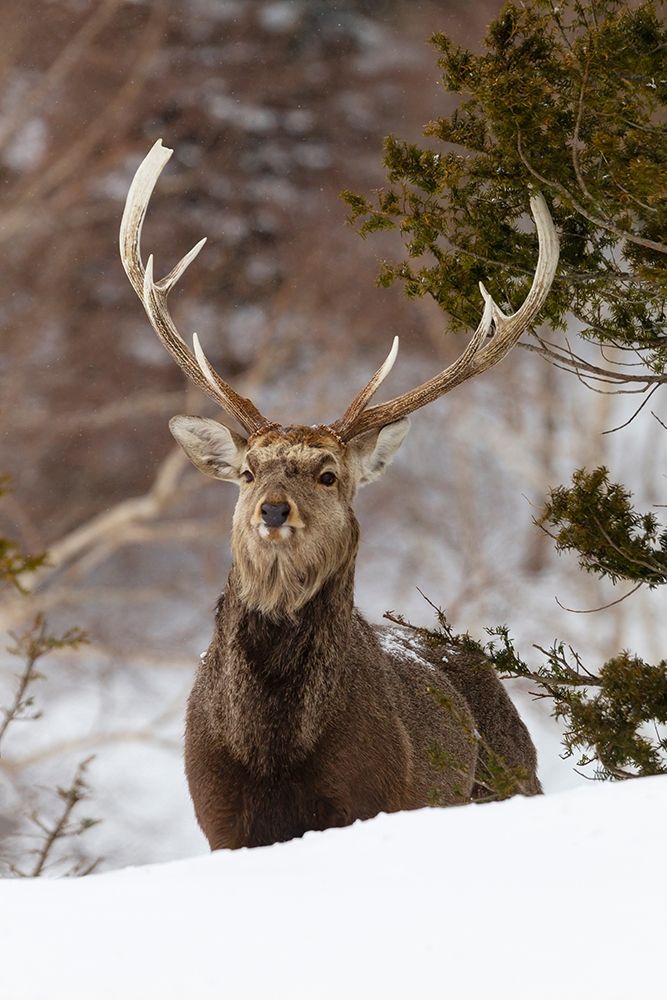 Japan-Hokkaido-Rausu-sika deer-Cervus Nippon Portrait of a sika stag art print by Ellen Goff for $57.95 CAD