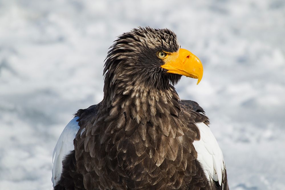 Japan-Hokkaido-Rausu-Stellers sea eagle Headshot of a Stellers sea eagle art print by Ellen Goff for $57.95 CAD