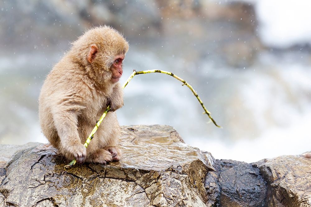 Japan-Nagano A baby snow monkey art print by Ellen Goff for $57.95 CAD